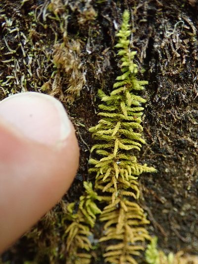 Claopodium bolanderi, photographed by Randal