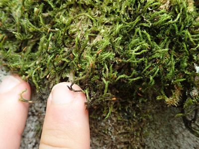Grimmia ramondii, photographed by Randal