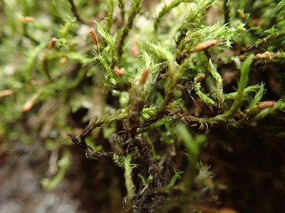 Grimmia ramondii, photographed by Randal