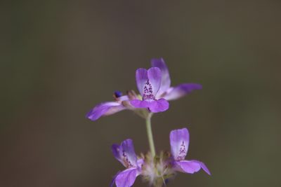 Collinsia concolor, photographed by Millie Basden