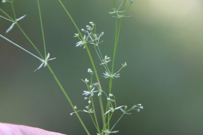 Galium parisiense, photographed by Millie Basden