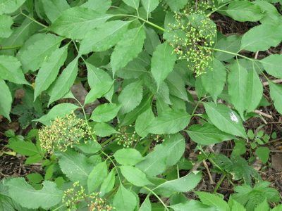Sambucus williamsii, photographed by Repina Tatyana