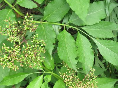 Sambucus williamsii, photographed by Repina Tatyana