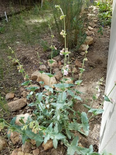 Penstemon clutei, photographed by fjd0202