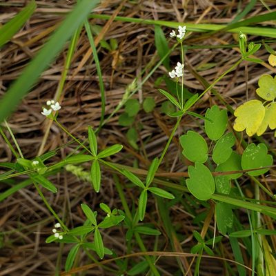 Galium obtusum, photographed by aarongunnar