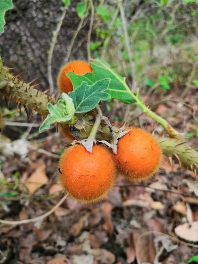 Solanum candidum, photographed by adel-fridus
