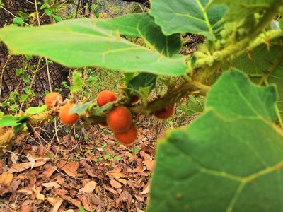 Solanum candidum, photographed by adel-fridus