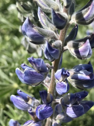 Lupinus albicaulis, photographed by rappman