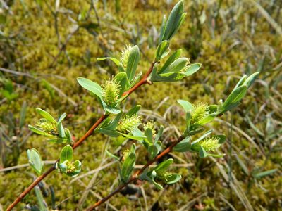 Salix pedicellaris, photographed by Louis Imbeau