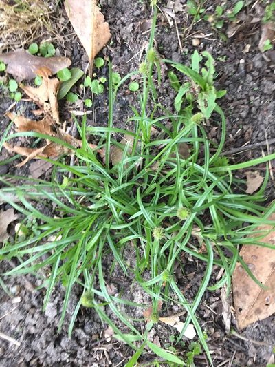 Cyperus hortensis, photographed by John Kees