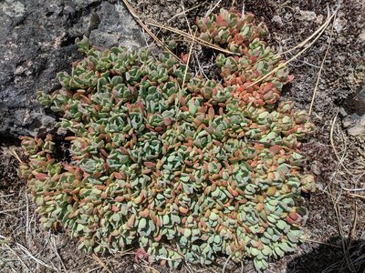 Sedum oregonense, photographed by Brodie Cass Talbott