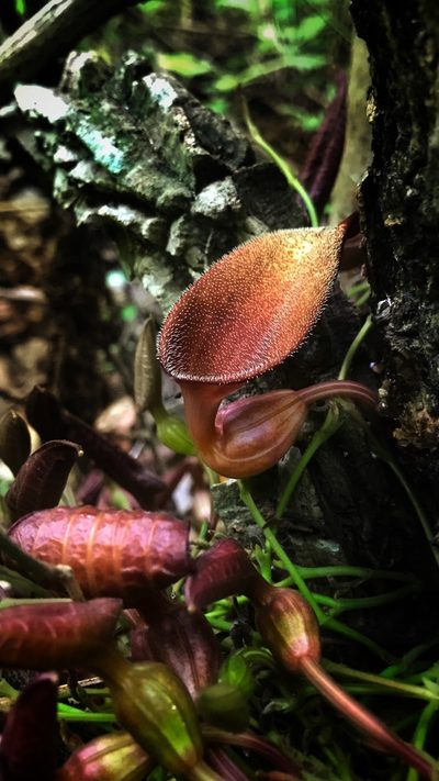 Aristolochia maxima, photographed by Daniel Pineda Vera