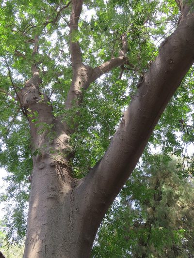 Gleditsia sinensis, photographed by Marco Mussita