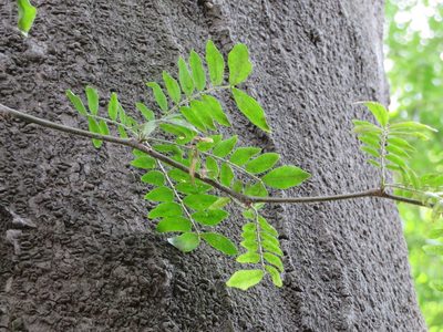 Gleditsia sinensis, photographed by Marco Mussita