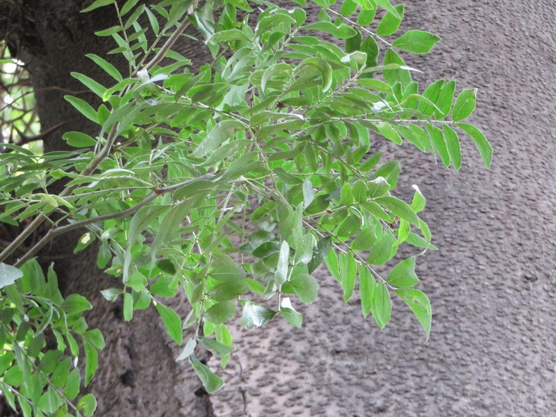 Gleditsia sinensis, photographed by Marco Mussita