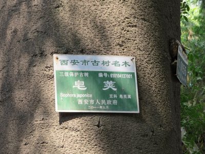 Gleditsia sinensis, photographed by Marco Mussita