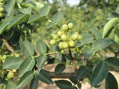 Zanthoxylum bungeanum, photographed by Marco Mussita