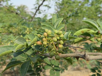 Zanthoxylum bungeanum, photographed by Marco Mussita