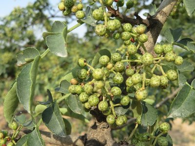 Zanthoxylum bungeanum, photographed by Marco Mussita