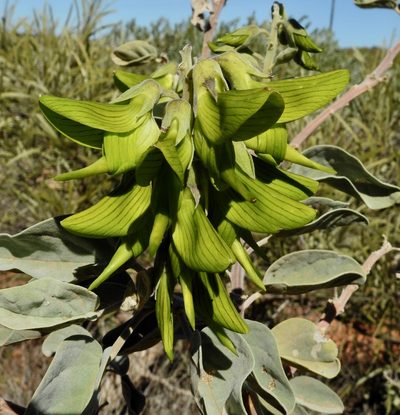 Crotalaria cunninghamii, photographed by desertnaturalist