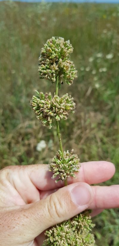 Silene densiflora, photographed by Татьяна Прозорова