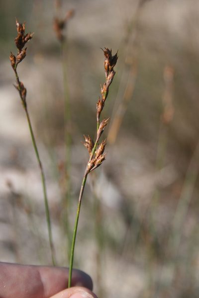 Restio monanthos, photographed by Jacques van der Merwe