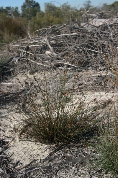 Restio monanthos, photographed by Jacques van der Merwe