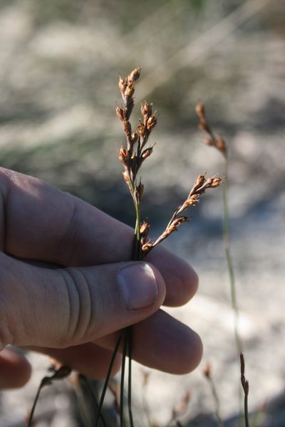 Restio monanthos, photographed by Jacques van der Merwe