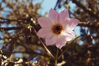 Dahlia merckii, photographed by Claudio Cantú Muñiz