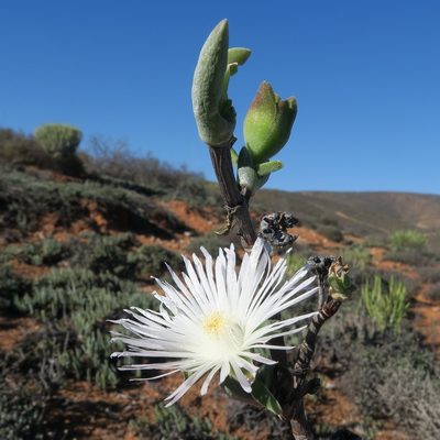 Mitrophyllum clivorum, photographed by Kevin Murray