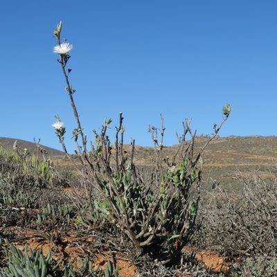 Mitrophyllum clivorum, photographed by Kevin Murray