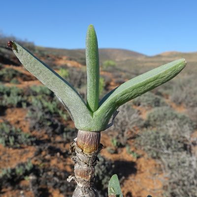 Mitrophyllum clivorum, photographed by Kevin Murray