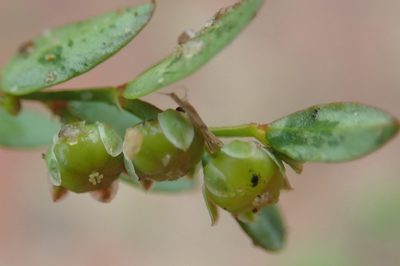 Phyllanthus andrachniformis, photographed by Nicola van Berkel