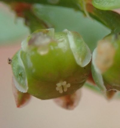 Phyllanthus andrachniformis, photographed by Nicola van Berkel