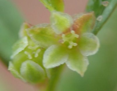Phyllanthus andrachniformis, photographed by Nicola van Berkel