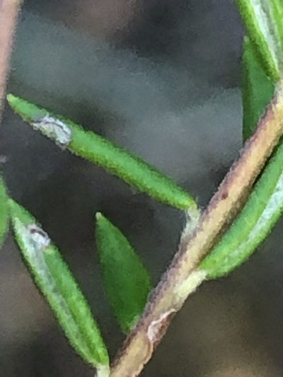 Phylica burchellii, photographed by Dave U