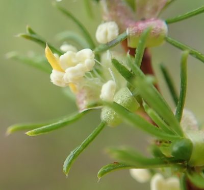 Cliffortia filifolia, photographed by Nicola van Berkel