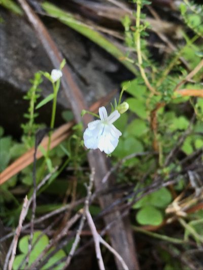 Nemesia diffusa, photographed by Sam McCarren