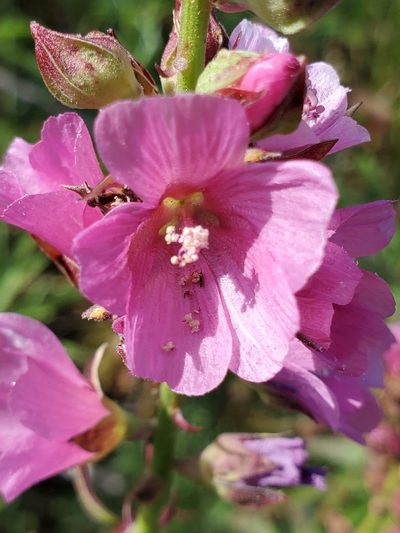Sidalcea nelsoniana, photographed by Ellen Watrous