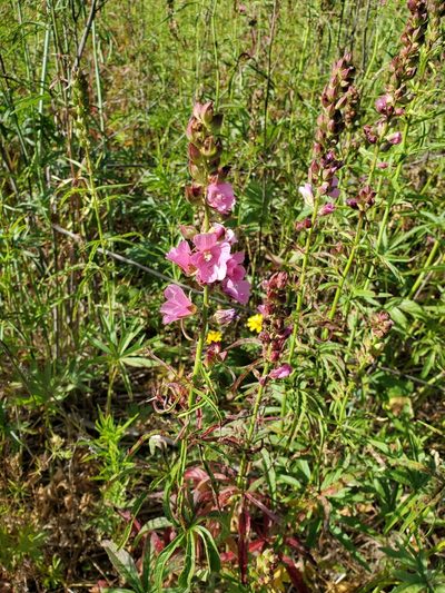Sidalcea nelsoniana, photographed by Ellen Watrous