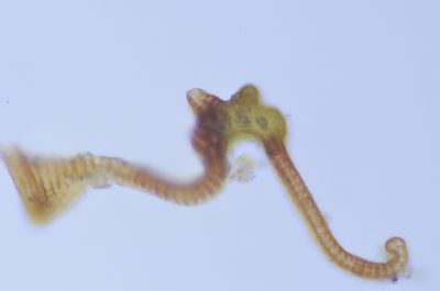 Grimmia ramondii, photographed by Randal