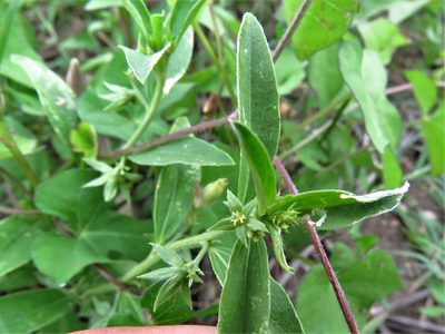 Ditaxis humilis, photographed by Annika Lindqvist