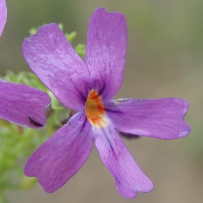 Jamesbrittenia tenuifolia, photographed by Nicola van Berkel