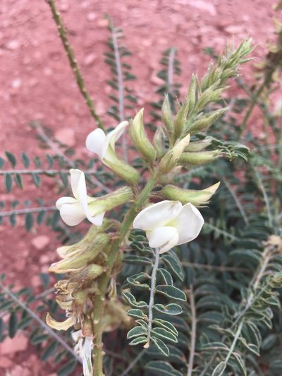 Peteria thompsoniae, photographed by weaver