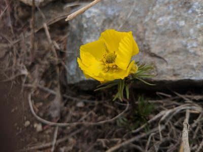 Ranunculus adoneus, photographed by Ethan Rose