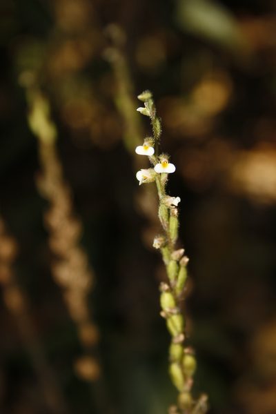 Zeuxine gracilis, photographed by Siddarth Machado