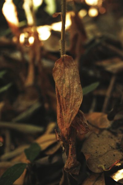 Zeuxine gracilis, photographed by Siddarth Machado
