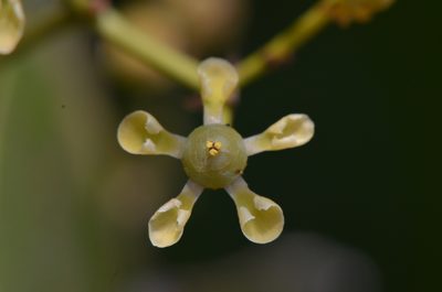 Pristimera arnottiana, photographed by Siddarth Machado