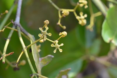 Pristimera arnottiana, photographed by Siddarth Machado