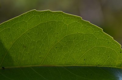 Pristimera arnottiana, photographed by Siddarth Machado
